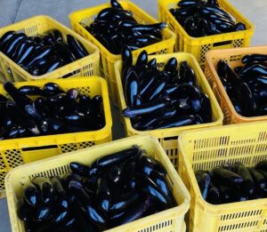 投稿についてもっと詳しく アグリ男子野菜日記〜伊予なす〜