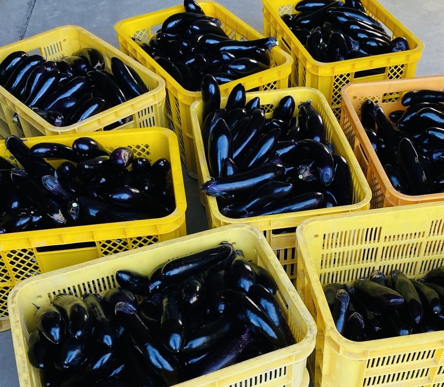 投稿についてもっと詳しく アグリ男子野菜日記〜伊予なす〜