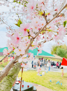 投稿についてもっと詳しく 紡いでいく…お花見で感じたこと